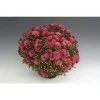 Chrysanthemum Bran Series 'Bransky Plum' | Bedding | 5 x Large Plugs
