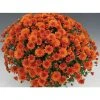 Chrysanthemum Bran Series 'Branspice' | Bedding | 5 x Large Plugs