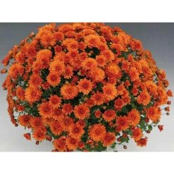 Chrysanthemum Bran Series 'Branspice' | Bedding | 5 x Large Plugs