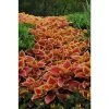 Coleus Sunfighter 'Trusty Rusty' | Bedding | 5 x Large Plugs