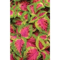 Coleus 'Watermelon' | Bedding | 5 x Large Plugs