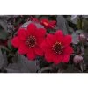 Dahlia Happy Days® 'Red' | Bedding | 5 x Large Plugs