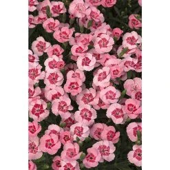 Dianthus Scented 'Peach Party®' | Bedding | 5 x Large Plugs