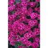 Dianthus Scented 'Purple Wedding®' | Bedding | 5 x Large Plugs