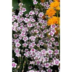 Dianthus deltoides 'Artic Fire' |