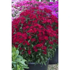 Dianthus x barbatus interspecific Scented Rockin' 'Red' | Perennial | 5 x Large Plugs