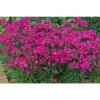 Dianthus x barbatus interspecific Scented Rockin' 'Rose' | Perennial | 5 x Large Plugs