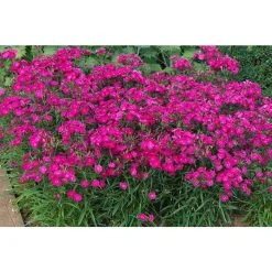 Dianthus x barbatus interspecific Scented Rockin' 'Rose' | Perennial | 5 x Large Plugs
