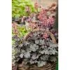 Heuchera x hybrida 'City™ Milan' | Flowering Varieties | Perennial | 5 x Large Plugs