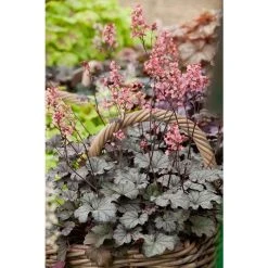Heuchera x hybrida 'City™ Milan' | Flowering Varieties | Perennial | 5 x Large Plugs