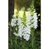 Digitalis purpurea Dalmation 'White' | Perennial 5 x Large Plugs