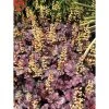 Heuchera x hybrida 'City™ Shanghai' | Flowering Varieties | Perennial | 5 x Large Plugs