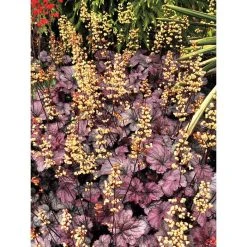 Heuchera x hybrida 'City™ Shanghai' | Flowering Varieties | Perennial | 5 x Large Plugs