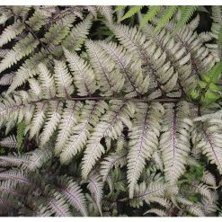 Athyrium niponicum 'Metallicum' | Fern Grower's Favourite | Perennials | 5 x Large Plugs