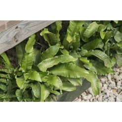 Asplenium scolopendrium | Fern Grower's Favourite | Perennials | 5 x Large Plugs
