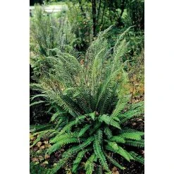 Blechnum spicant | Fern Grower's Favourite | Perennials | 5 x Large Plugs