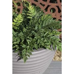 Cyrtomium fortunei | Fern Grower's Favourite | Perennial | 5 x Large Plugs