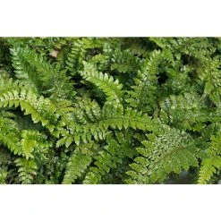 Polystichum polyblepharum | Fern Grower's Favourite | Perennial | 5 x Large Plugs