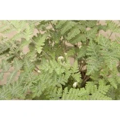 Cheilanthes lanosa | Fern Grower's Favourite | Perennials | 5 x Large Plugs