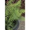 Dicksonia antartica | Fern Grower's Favourite | Perennial | 5 x Large Plugs