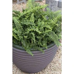Dryopteris cristata 'The King' | Fern Grower's Favourite | Perennial | 5 x Large Plugs