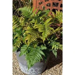 Dryopteris erythrosora | Fern Grower's Favourite | Perennial | 5 x Large Plugs