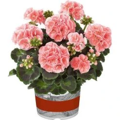 Geranium Green Leaf 'Smart Lenja Salmon' | Perennial | 5 x Large Plugs