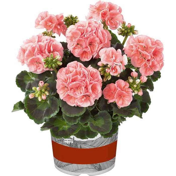Geranium Green Leaf 'Smart Lenja Salmon' | Perennial | 5 x Large Plugs