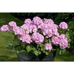 Geranium Green Leaf 'Trend Gesa Light Pink' | Perennial | 5 x Large Plugs