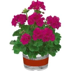 Geranium Green Leaf 'Trend Neon Blue' | Perennial | 5 x Large Plugs