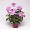 Geranium Variegated 'Happy Thought Pink' | Perennial | 5 x Large Plugs