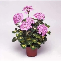 Geranium Variegated 'Happy Thought Pink' | Perennial | 5 x Large Plugs