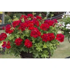 Geranium Macarda® 'Dark Red' | Bedding | 5 x Large Plugs