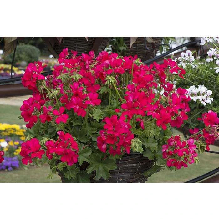 Geranium Macarda® 'Magenta' | Bedding | 5 x Large Plugs