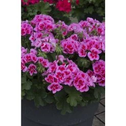 Geranium Macarda® 'Pink with Purple Eye' | Bedding | 5 x Large Plugs