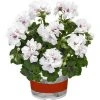 Geranium Semi-Double 'Sunflair® Eva White' | Bedding | 5 x Large Plugs