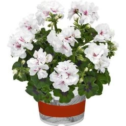 Geranium Semi-Double 'Sunflair® Eva White' | Bedding | 5 x Large Plugs