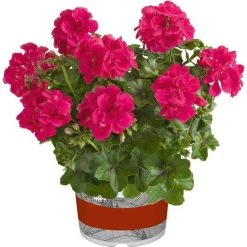 Geranium Semi-Double 'Sunflair® Josina Hot Pink' | Bedding | 5 x Large Plugs