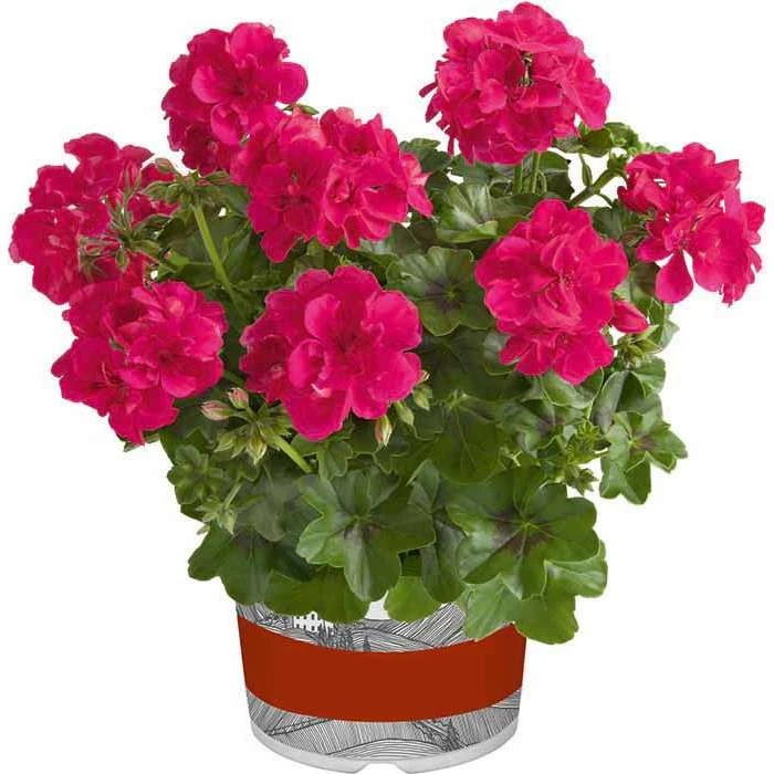 Geranium Semi-Double 'Sunflair® Josina Hot Pink' | Bedding | 5 x Large Plugs