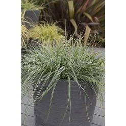 Grass Collection | Carex Evercolor® 'Everest' | Perennial | 5 x Large Plugs