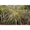 Grass Collection | Carex 'Evergold' | Perennial | 5 x Large Plugs