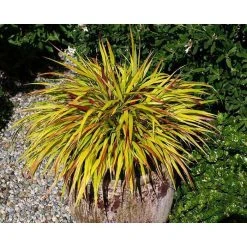 Grass Collection | Hakaonechloa 'Sunflare' | Perennial | 5 x Large Plugs