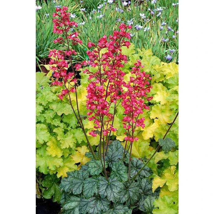 Heuchera x hybrida 'City™ Paris' | Flowering Varieties | Perennial | 5 x Large Plugs