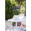 Lavandula angustifolia 'Blue Spear' | Perennial | 5 x Large Plugs
