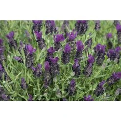 Lavandula stoechas Bandera 'Deep Purple' | Perennial | 5 x Large Plugs