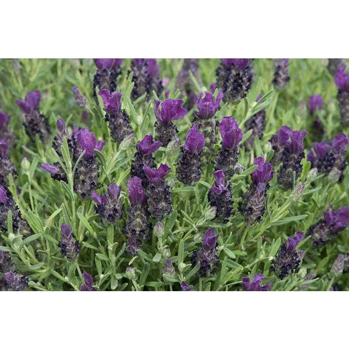 Lavandula stoechas Bandera 'Deep Purple' | Perennial | 5 x Large Plugs