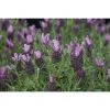 Lavandula stoechas Bandera 'Deep Rose' | Perennial | 5 x Large Plugs