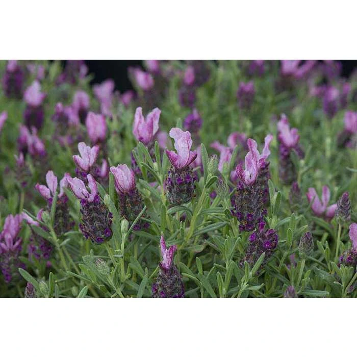 Lavandula stoechas Bandera 'Deep Rose' | Perennial | 5 x Large Plugs