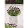 Lavandula stoechas Bandera 'Pink' | Perennial | 5 x Large Plugs