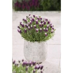 Lavandula stoechas Bandera 'Pink' | Perennial | 5 x Large Plugs